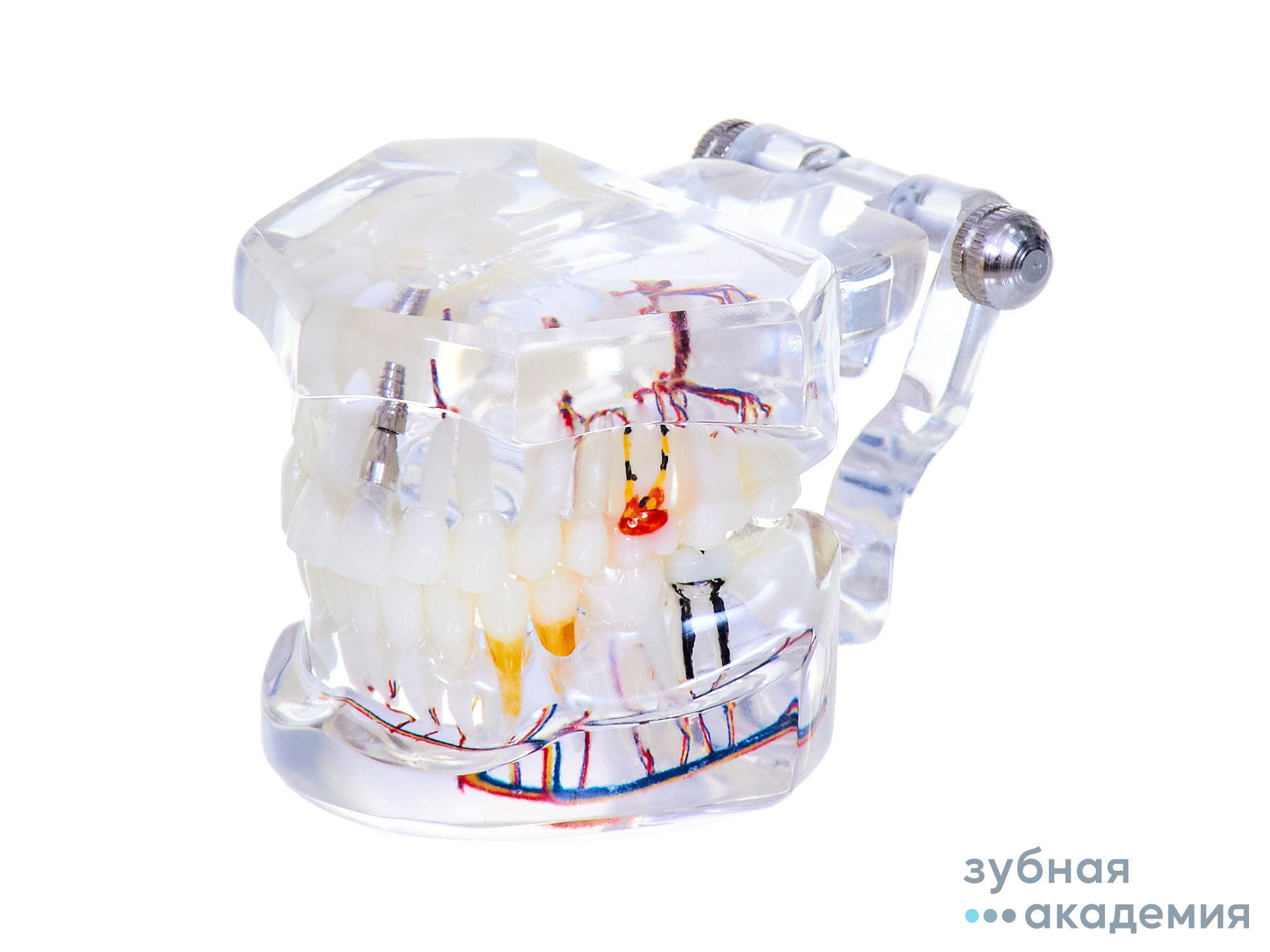 Демонстрационная модель Revyline ТМ-115 "Зубы"